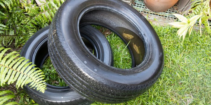 Sept conseils pour éviter dâattirer les moustiques dont le tigre