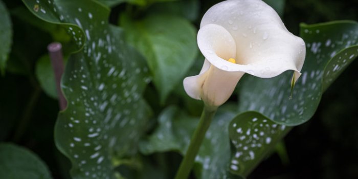 15 plantes de votre quotidien extrêmement toxiques !