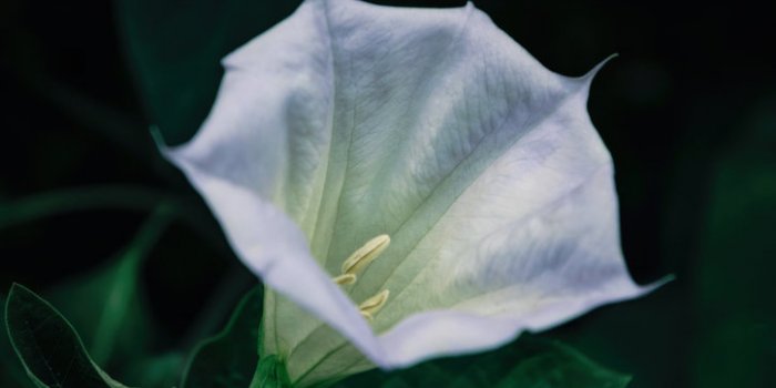 15 plantes de votre quotidien extrêmement toxiques !