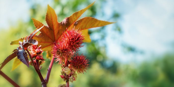 15 plantes de votre quotidien extrêmement toxiques !