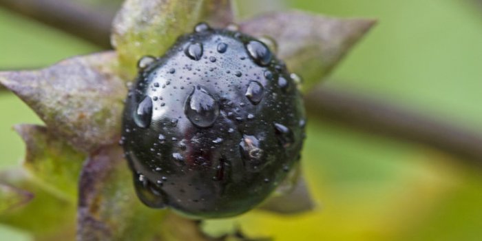 15 plantes de votre quotidien extrêmement toxiques !