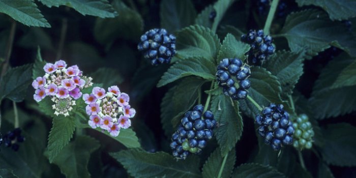 15 plantes de votre quotidien extrêmement toxiques !