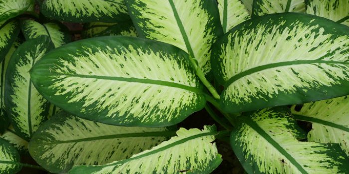 15 plantes de votre quotidien extrêmement toxiques !
