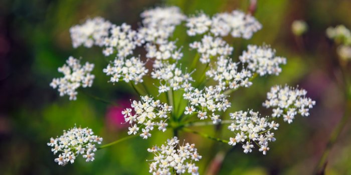 15 plantes de votre quotidien extrêmement toxiques !