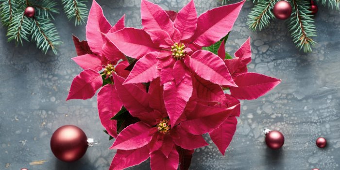 15 plantes de votre quotidien extrêmement toxiques !