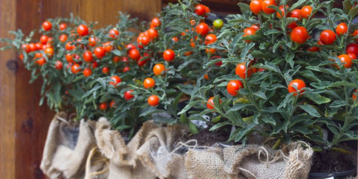 15 plantes de votre quotidien extrêmement toxiques !