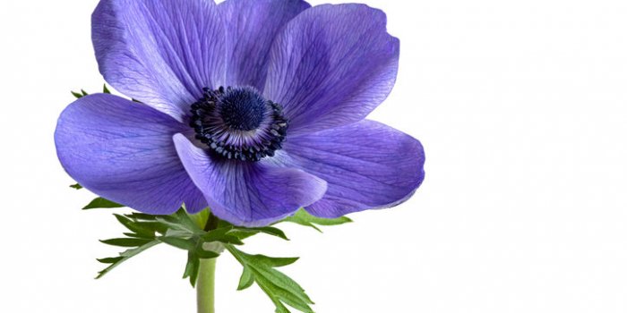 15 plantes de votre quotidien extrêmement toxiques !