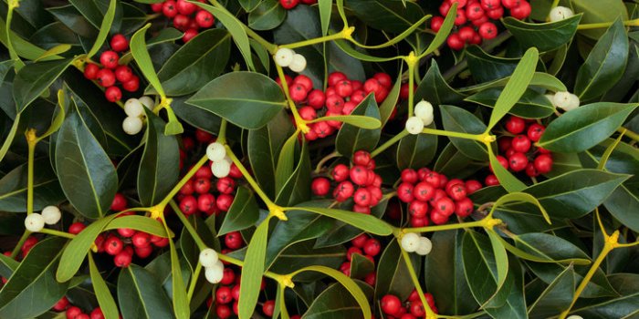 15 plantes de votre quotidien extrêmement toxiques !