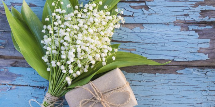 15 plantes de votre quotidien extrêmement toxiques !