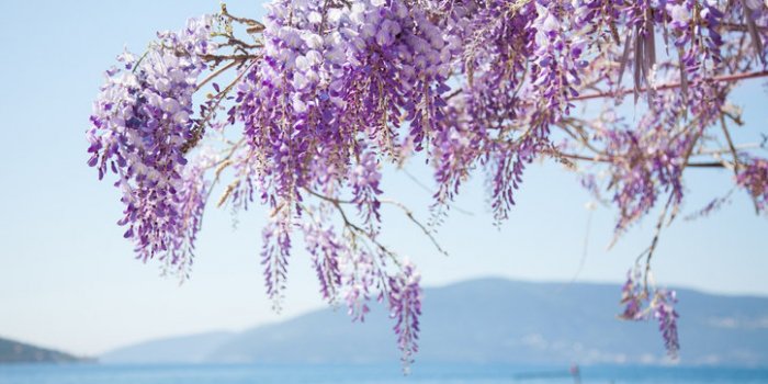 15 plantes de votre quotidien extrêmement toxiques !
