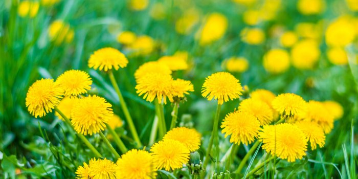Ces aliments du printemps pour prÃ©venir le cancer colorectal !