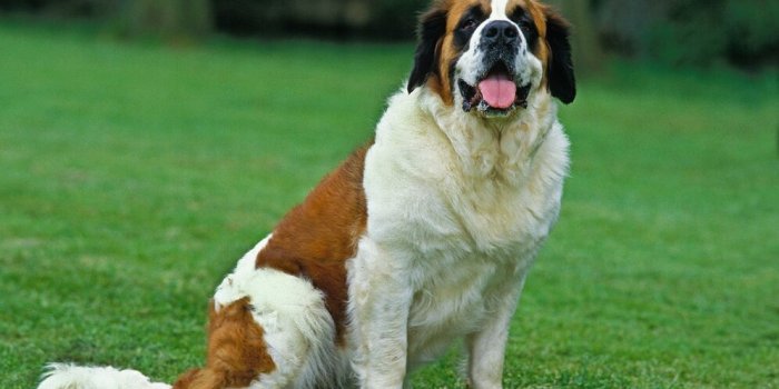 Comment traite-t-on les chiens à travers le monde ?