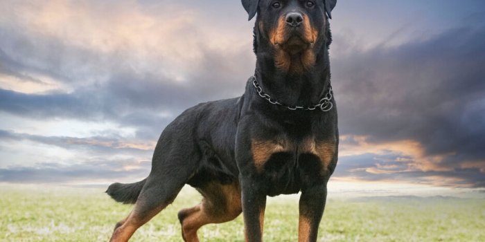 Comment traite-t-on les chiens à travers le monde ?