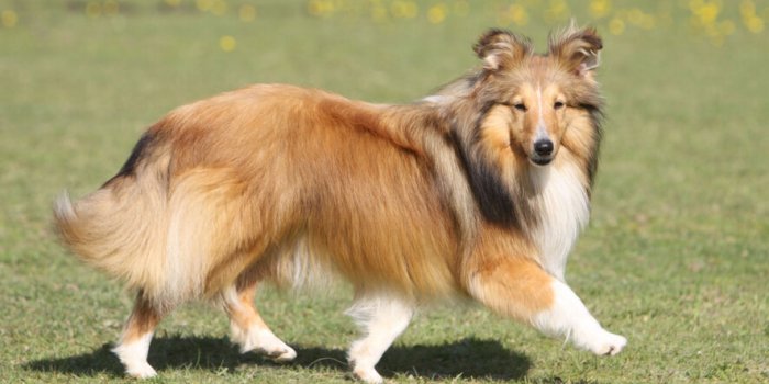Comment traite-t-on les chiens à travers le monde ?