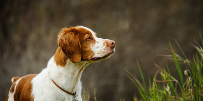 Comment traite-t-on les chiens à travers le monde ?