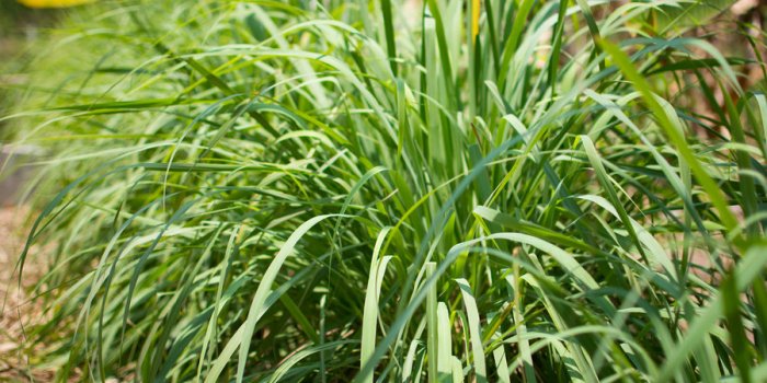 Moustique : 8 huiles essentielles contre la dÃ©mangeaison des piqÃ»res