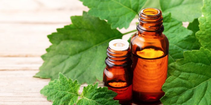 Moustique : 8 huiles essentielles contre la dÃ©mangeaison des piqÃ»res