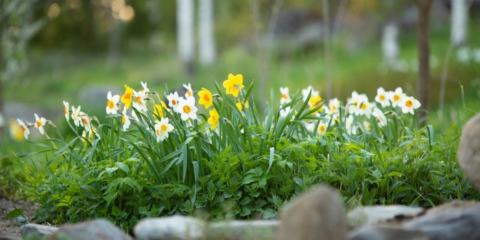 Les plantes des bois à risques d'intoxication grave en ce début de printemps