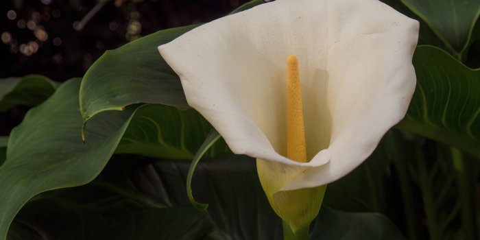 Les plantes des bois à risques d'intoxication grave en ce début de printemps