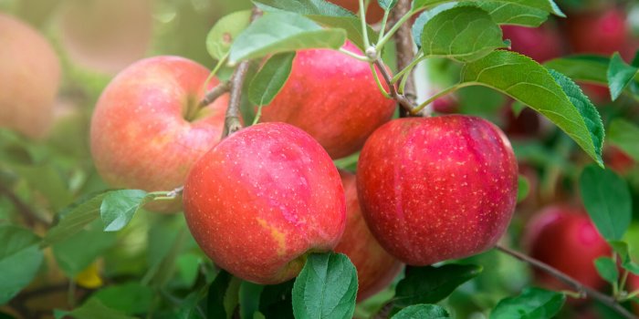 Les 10 fruits les plus sains à manger chaque jour selon les nutritionnistes