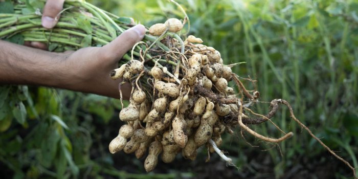 Quelle est la meilleure alimentation après 50 ans ?