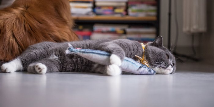 5 astuces pour rendre votre chat plus heureux