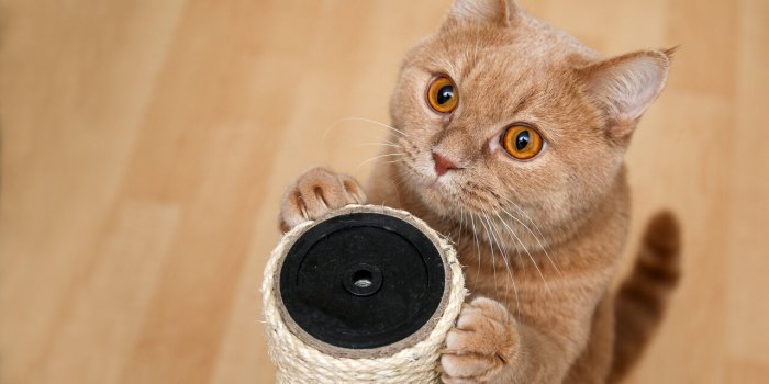 5 astuces pour rendre votre chat plus heureux
