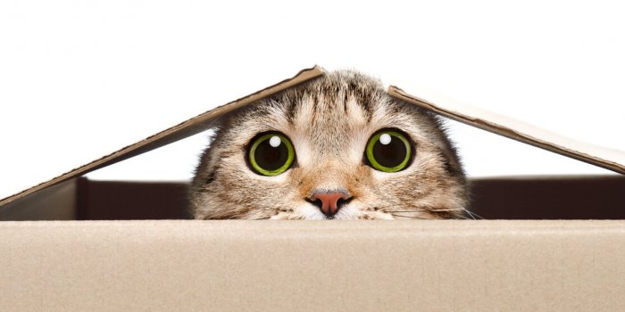 5 astuces pour rendre votre chat plus heureux