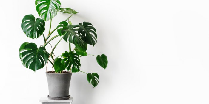 7 plantes dâintÃ©rieur Ã  mettre au bureau dÃ¨s la rentrÃ©e