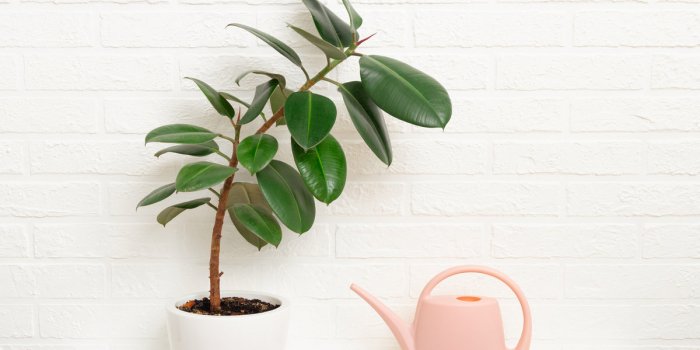 7 plantes dâintÃ©rieur Ã  mettre au bureau dÃ¨s la rentrÃ©e