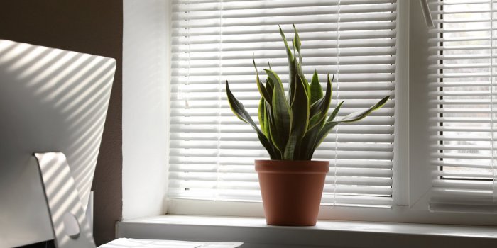 7 plantes dâintÃ©rieur Ã  mettre au bureau dÃ¨s la rentrÃ©e