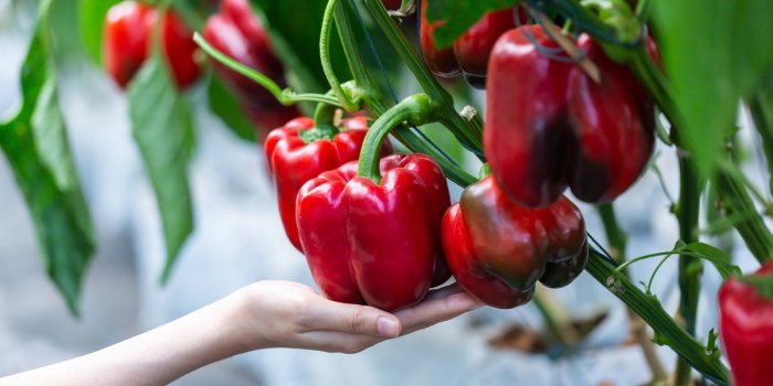Nutriments : 5 aliments que lâon devrait manger cru
