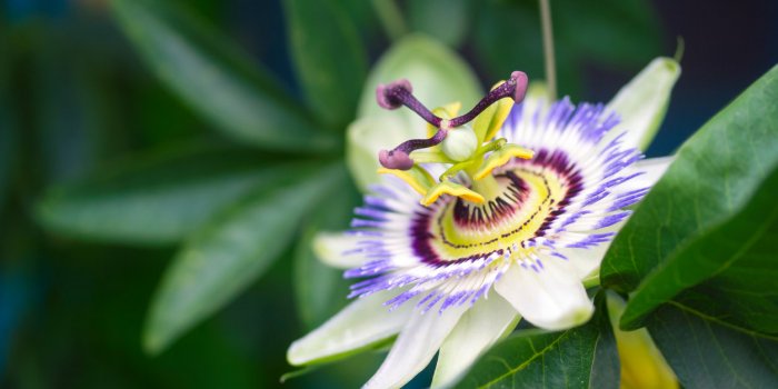 Hypertension : 9 plantes qui font baisser votre pression artÃ©rielle