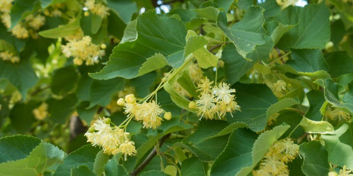 Hypertension : 9 plantes qui font baisser votre pression artÃ©rielle
