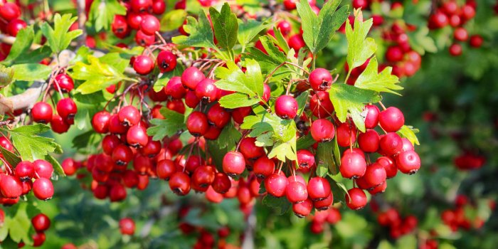 Hypertension : 9 plantes qui font baisser votre pression artÃ©rielle