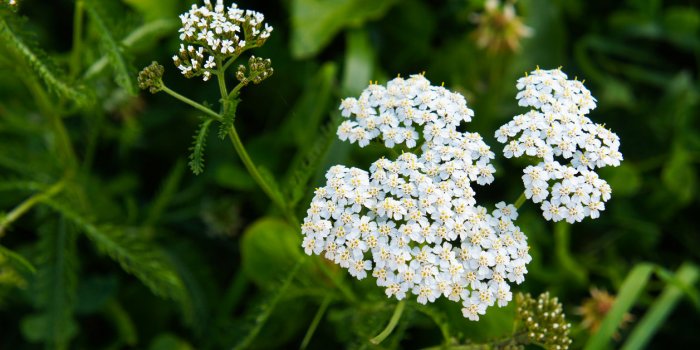 15 plantes qui favorisent la constipation