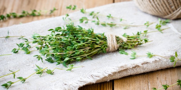 Gastro-entérite : 15 plantes qui soulagent
