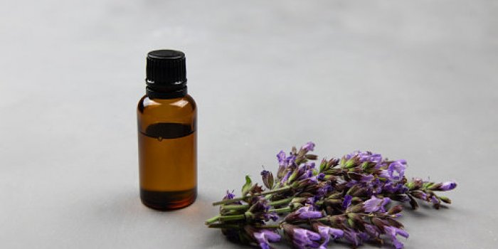 BouffÃ©e de chaleur, saute dâhumeur : 15 plantes qui soulagent les maux de la mÃ©nopause