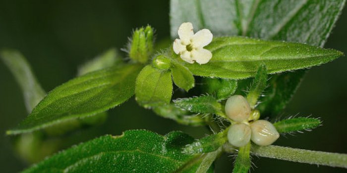BouffÃ©e de chaleur, saute dâhumeur : 15 plantes qui soulagent les maux de la mÃ©nopause