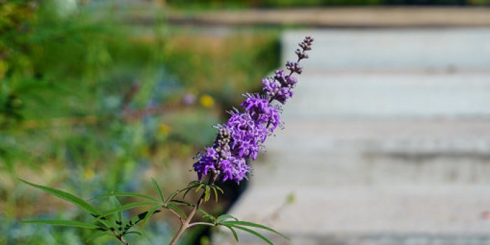 BouffÃ©e de chaleur, saute dâhumeur : 15 plantes qui soulagent les maux de la mÃ©nopause