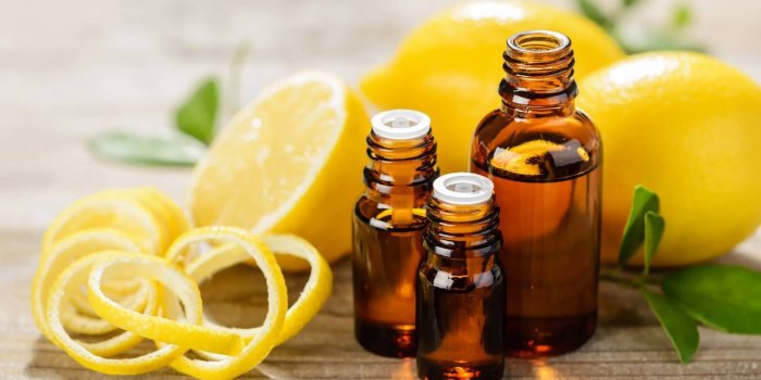 Insecticides : 5 plantes qui font les meilleurs répulsifs naturels