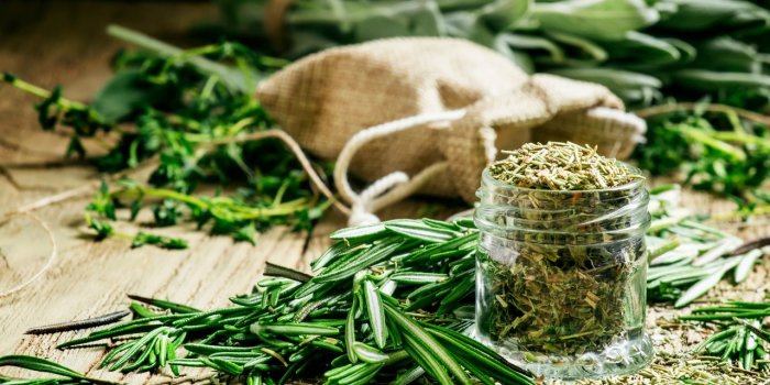 Insecticides : 5 plantes qui font les meilleurs répulsifs naturels