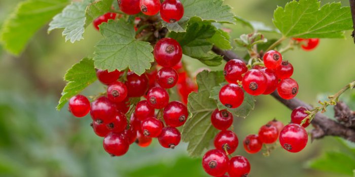 DÃ©shydratation : les aliments riches en eau peuvent vous protÃ©ger