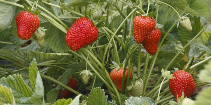 DÃ©shydratation : les aliments riches en eau peuvent vous protÃ©ger