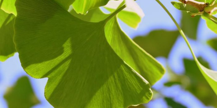 Cancer : 9 plantes à éviter !