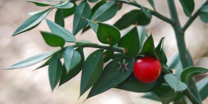 Cancer : 9 plantes à éviter !