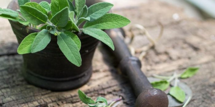 Cancer : 9 plantes à éviter !