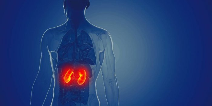 Covid-19 : les 8 organes touchÃ©s par la maladie 
