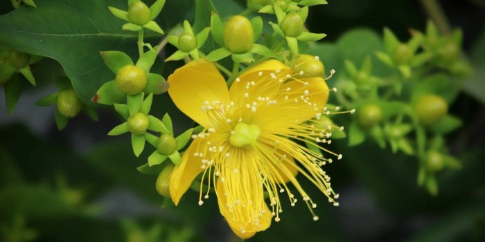 7 plantes qui soulagent les coups de soleil