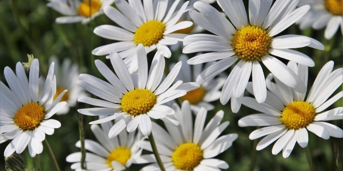 7 plantes qui soulagent les coups de soleil